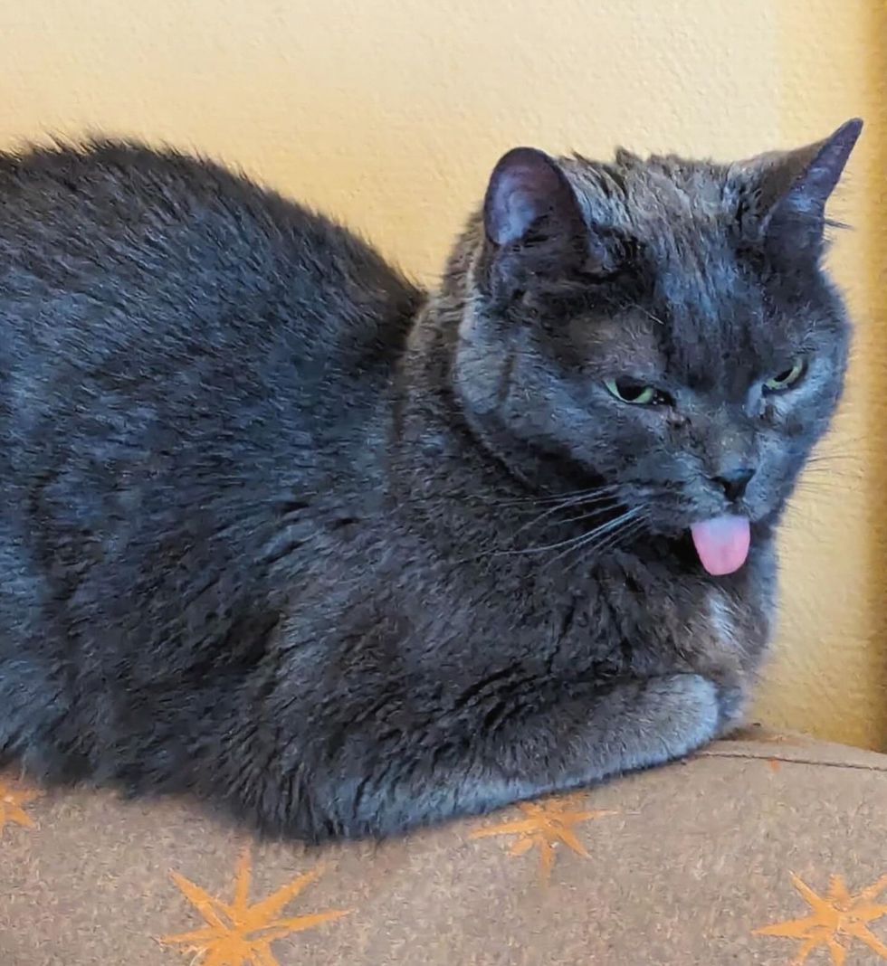 cute cat tongue blep