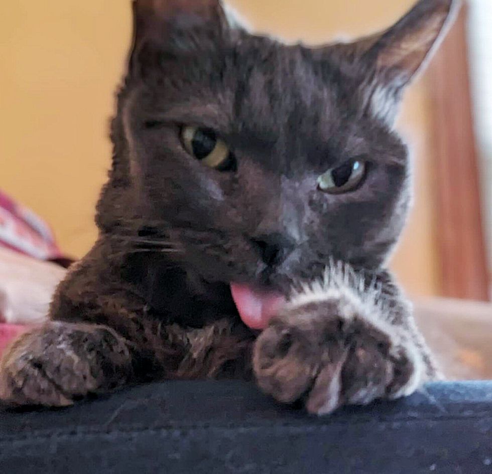 cute cat tongue blep