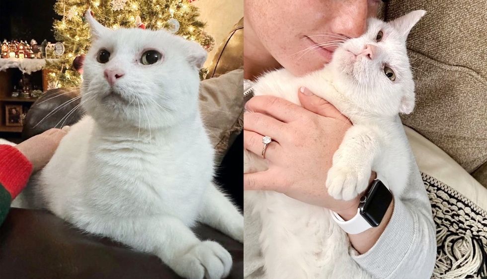 Cat Made Beautiful Transformation Months After He was Saved from the Streets, Now Ready for Forever Home