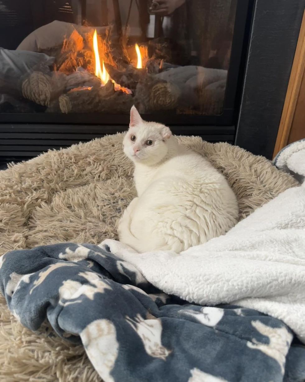 happy cat fireplace snuggly