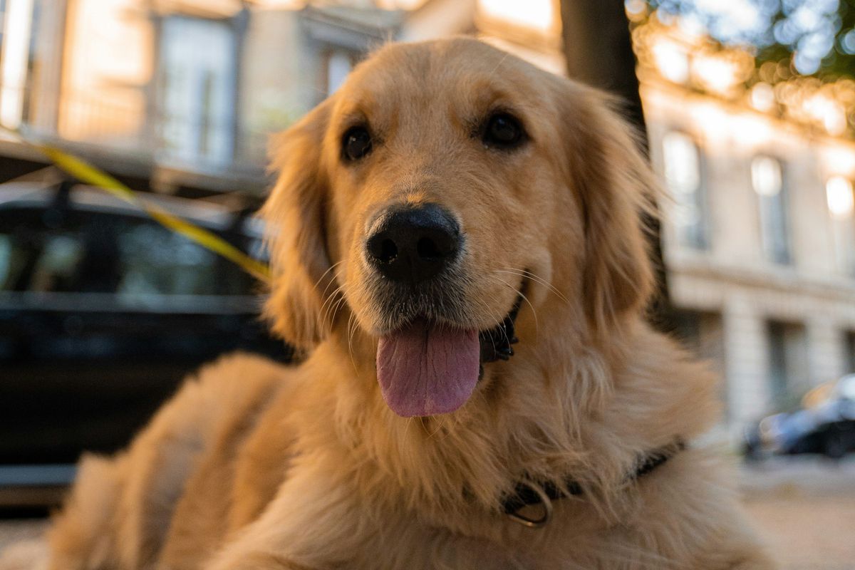 golden retriever puppy