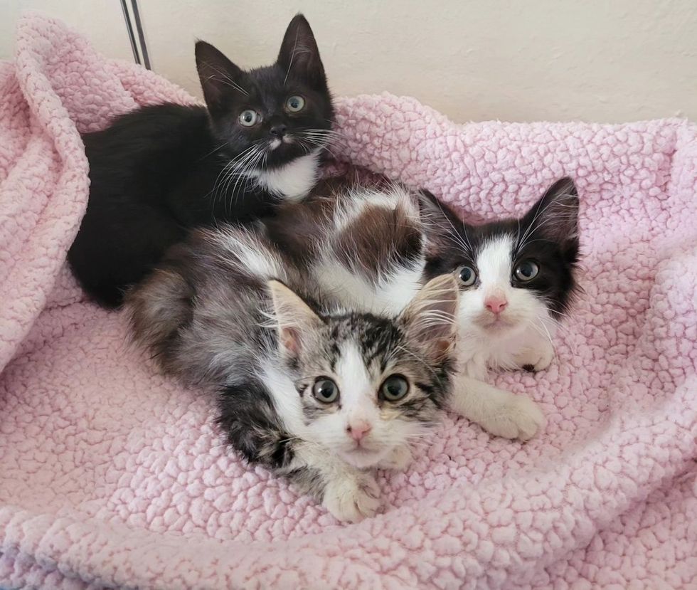 cute kittens cuddles