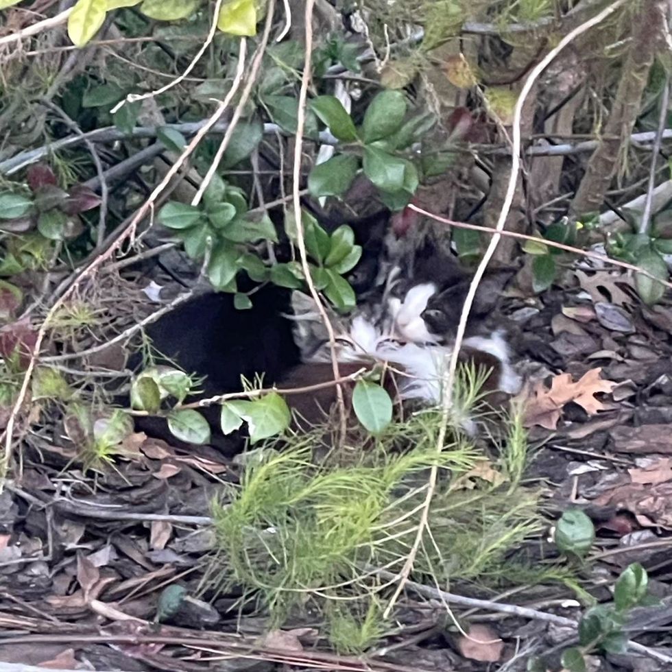 kittens huddled bush