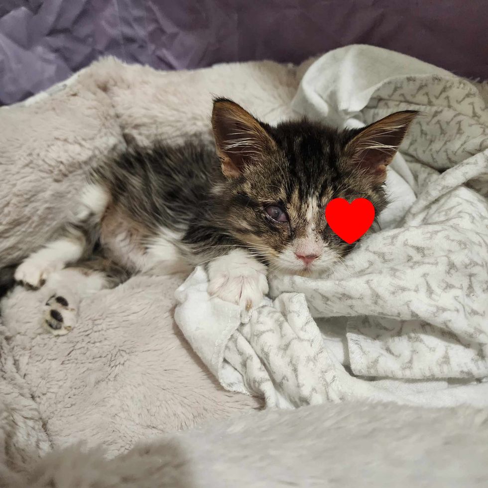 sweet kitten kneading blanket