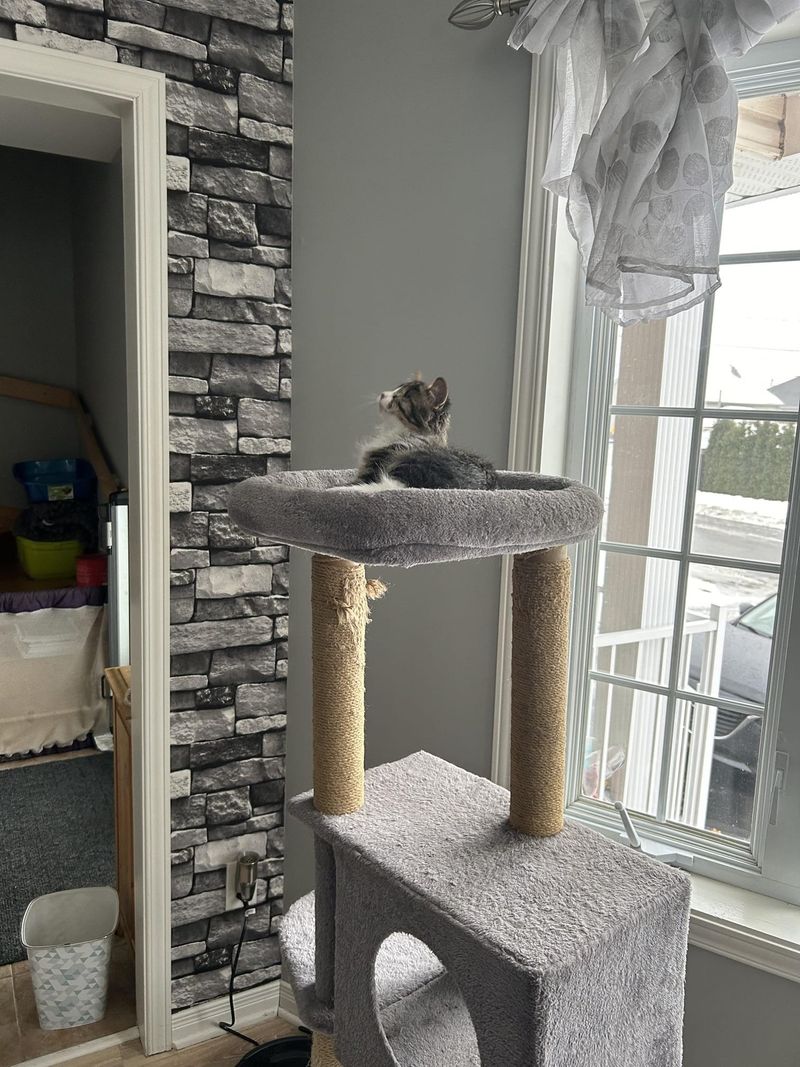 kitten top cat tree