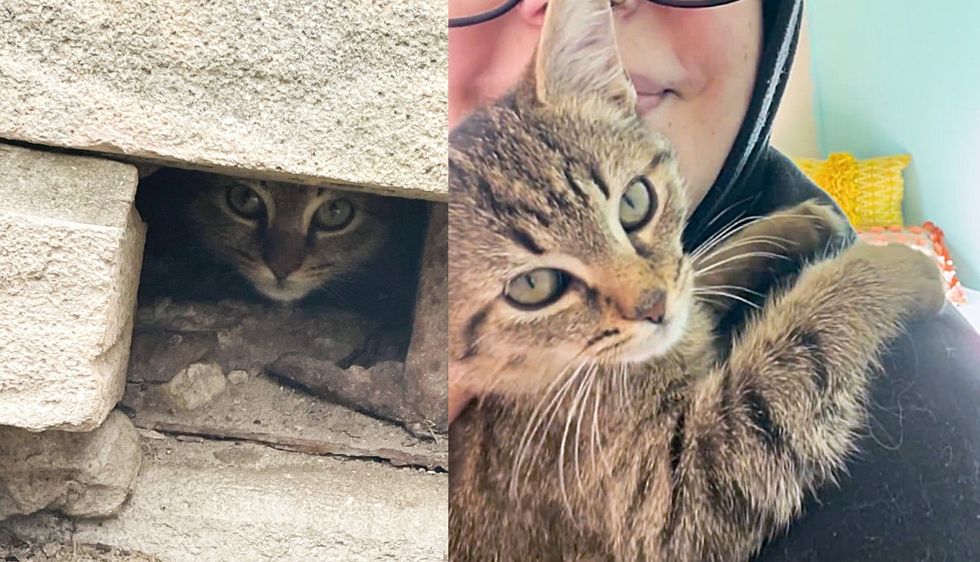 Kitten Hiding in a Wall Decides to Trust When a Kind Person Spends an Hour with Her in the Rain