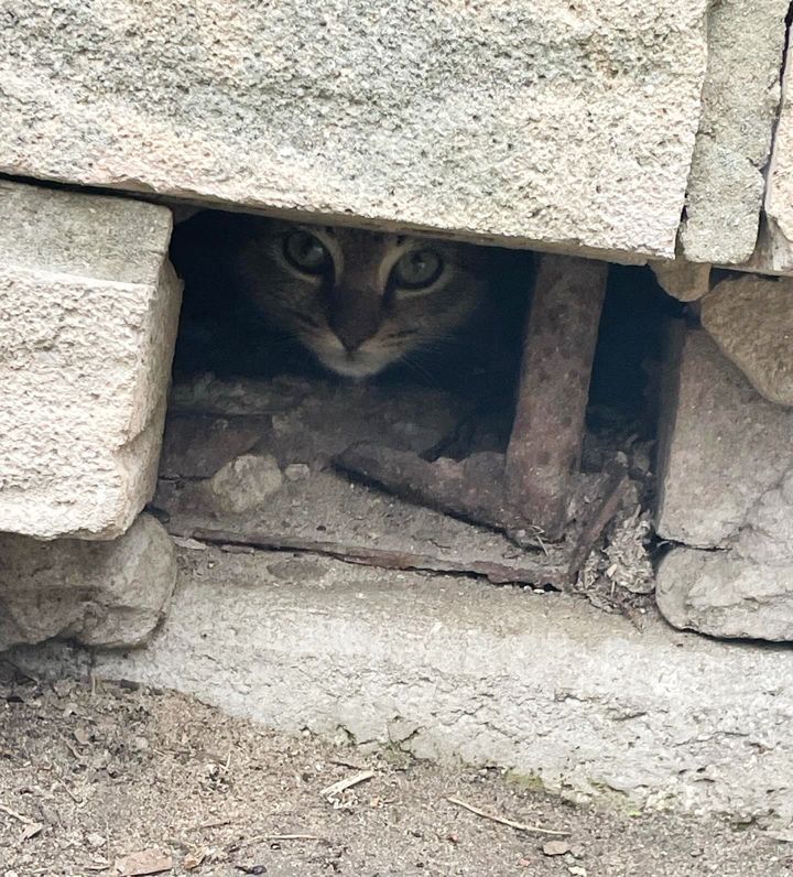 stray kitten hiding wall