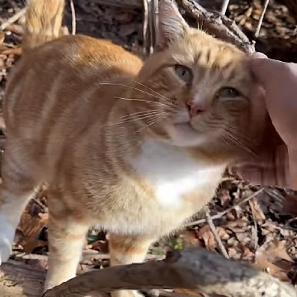 orange tabby cat stray