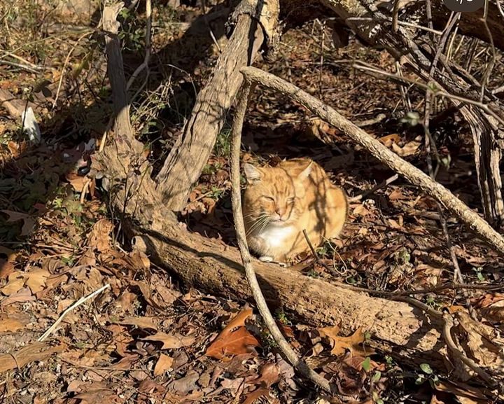 stray orange tabby cat park