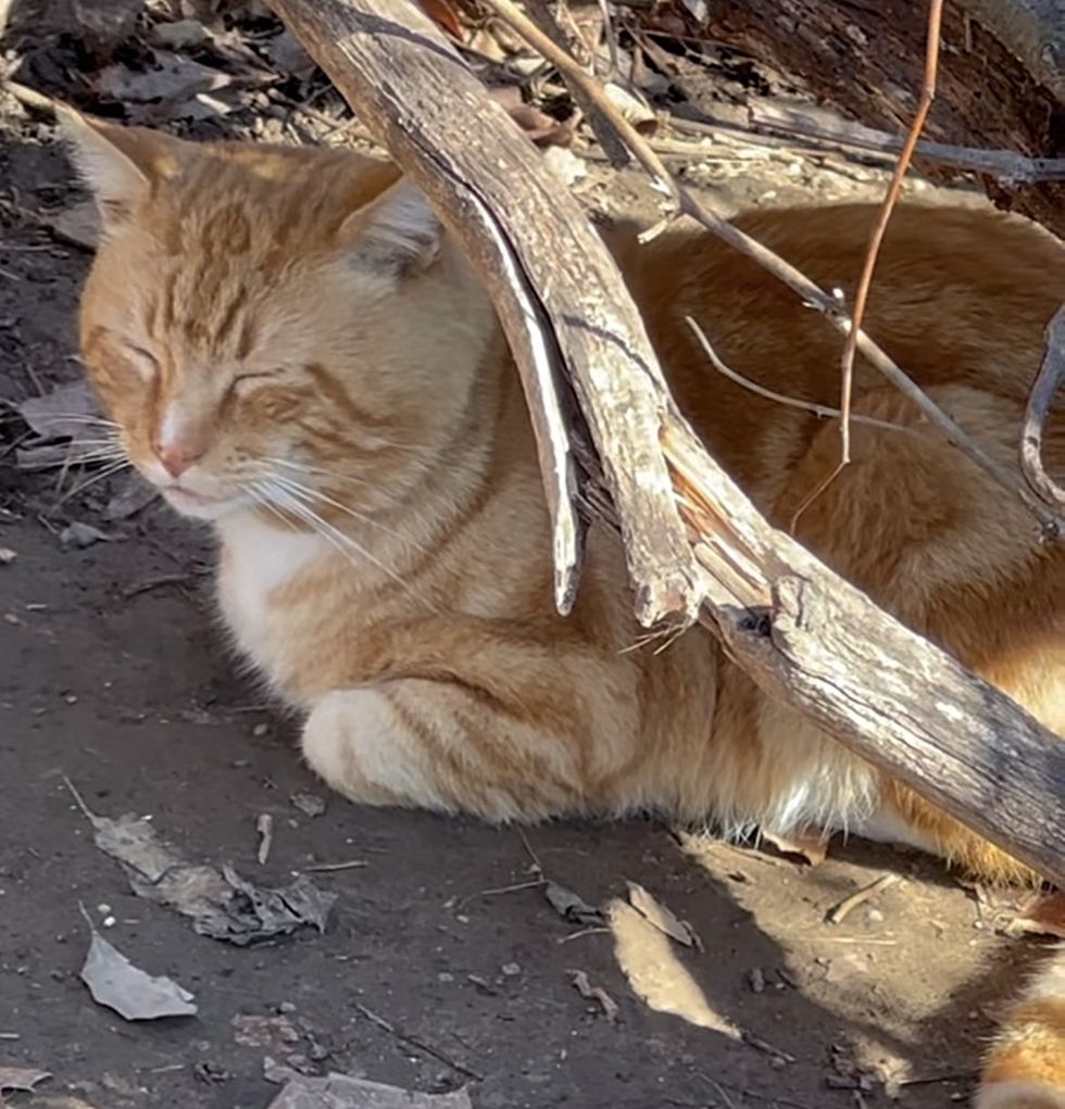 orange tabby cat stray