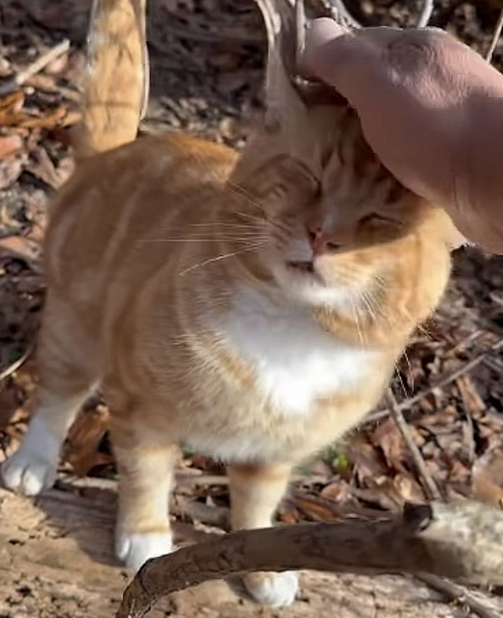 friendly stray cat