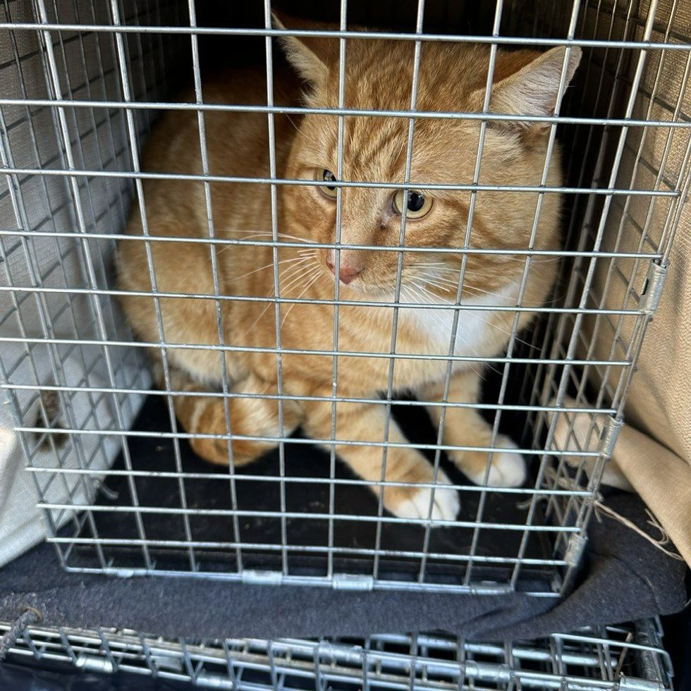 orange cat rescued