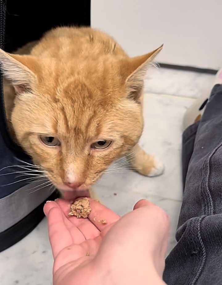 cat in foster care food