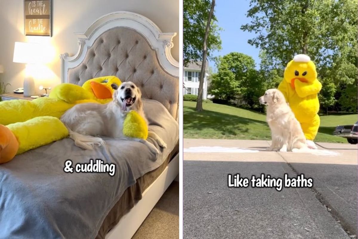 charlie the golden; funny pet videos; pets; life size duck; family dresses as duck