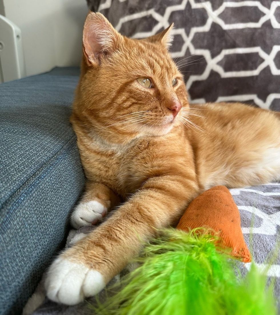 cute cat orange tabby
