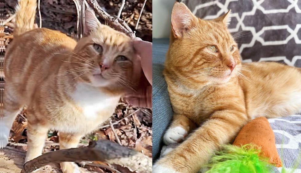 Cat Waited in a Park for Help to Escape the Cold‚ Happily Fell Asleep on the Person who Took Him in