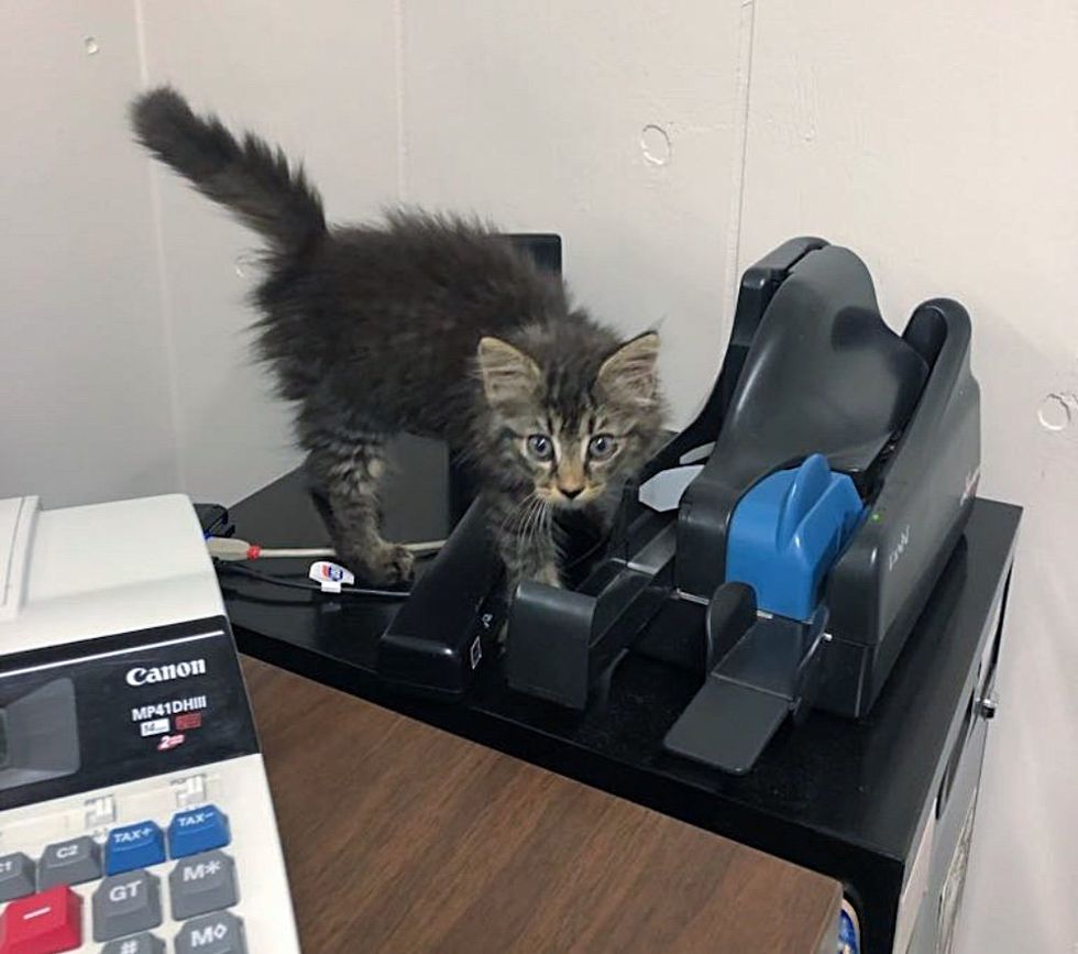 stray kitten office