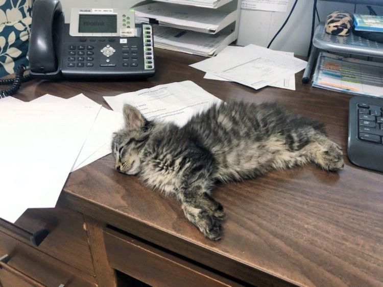 sleeping tabby kitten desk