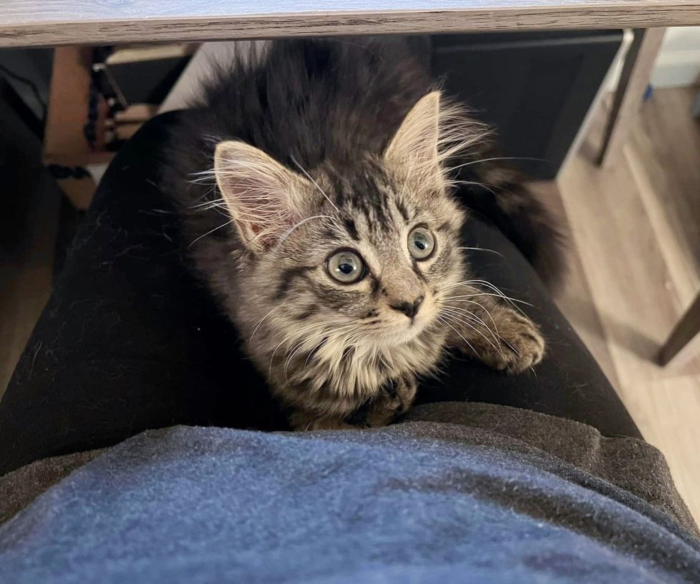 Warehouse Cat Finds Her Way into Kind Person's Home and Decides She isn ...