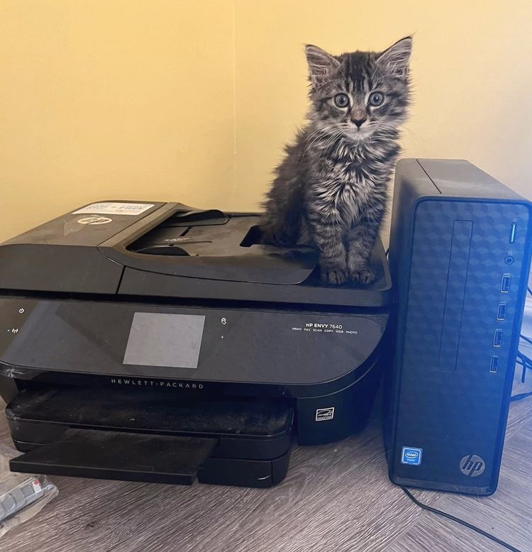 kitten printer office cat