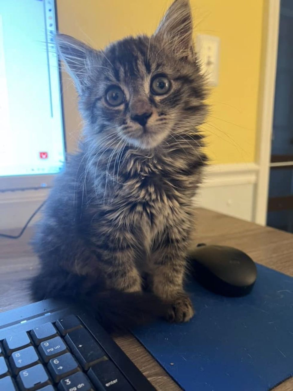 kitten computer office cat