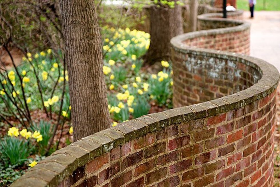 serpentine brick wall next to a bunch of daffodils