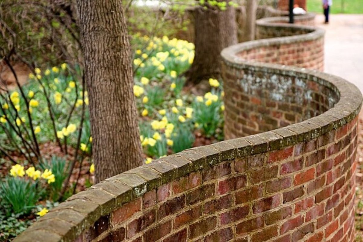 serpentine wall next to a patch of daffodils