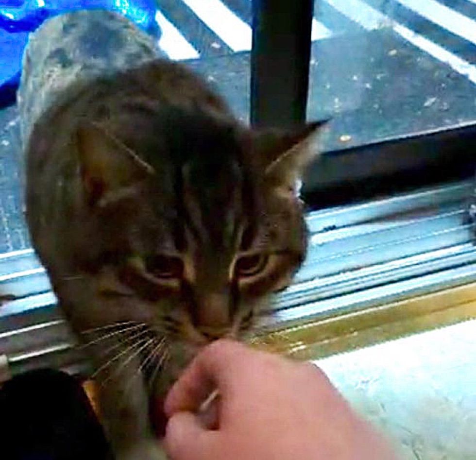 bezpański kot wąchający rękę
