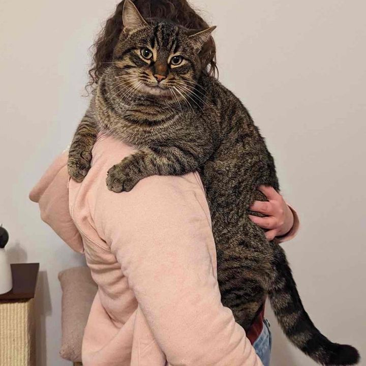big tabby cat cuddles