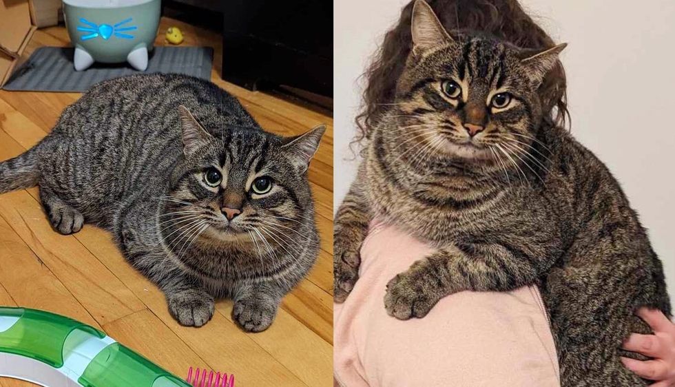 Cat Curled Up Outside House on Bitter Cold Day‚ When the Door Opened‚ He Walked in Ready for Change