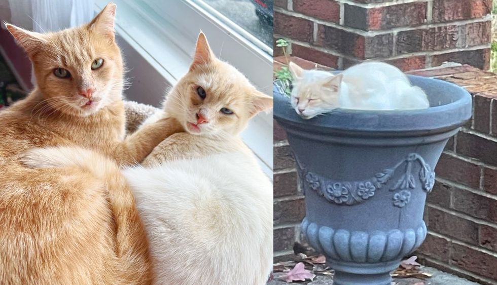 After Years Cat is Finally Indoors and So Overjoyed When Kind People Find His Bonded Feline Friend
