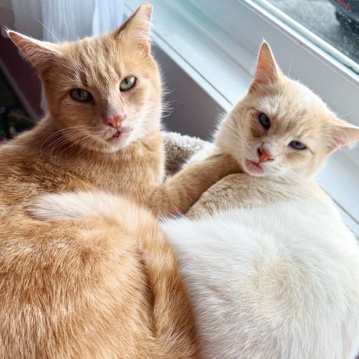 best friends cats cuddling