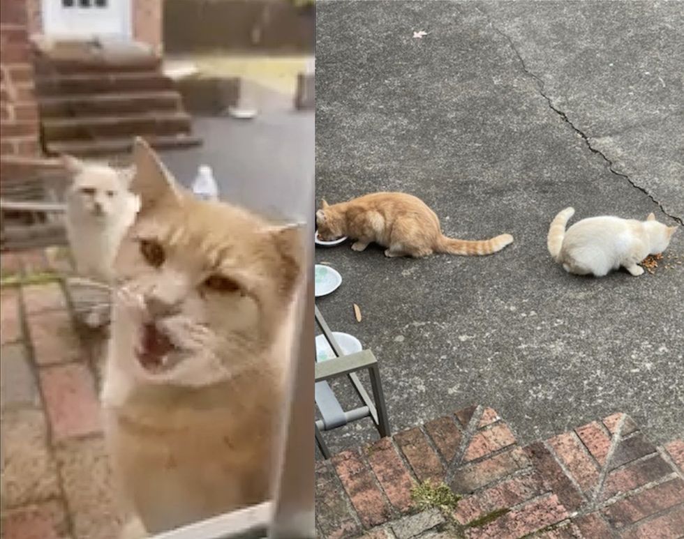 stray cats best friends