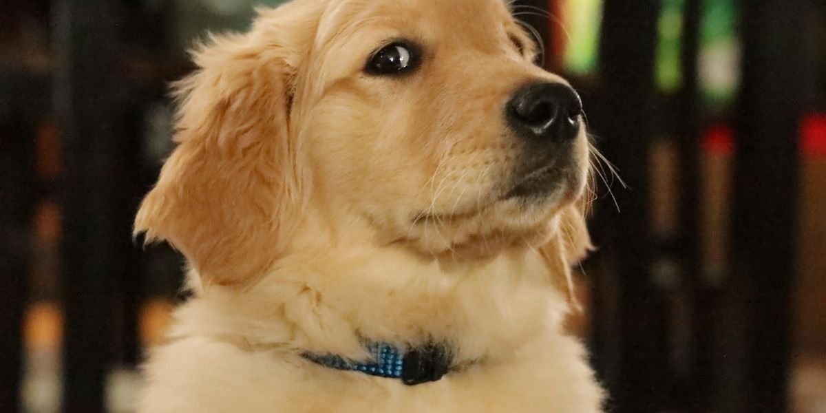 'Evil' golden retriever refuses to give up Hot Cheetos - Upworthy