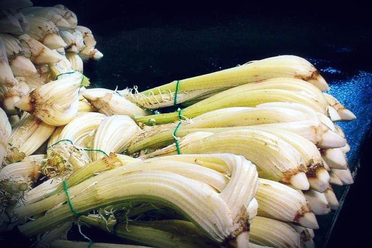 Nasce sotto la sabbia il cardo gobbo amato dagli Sforza