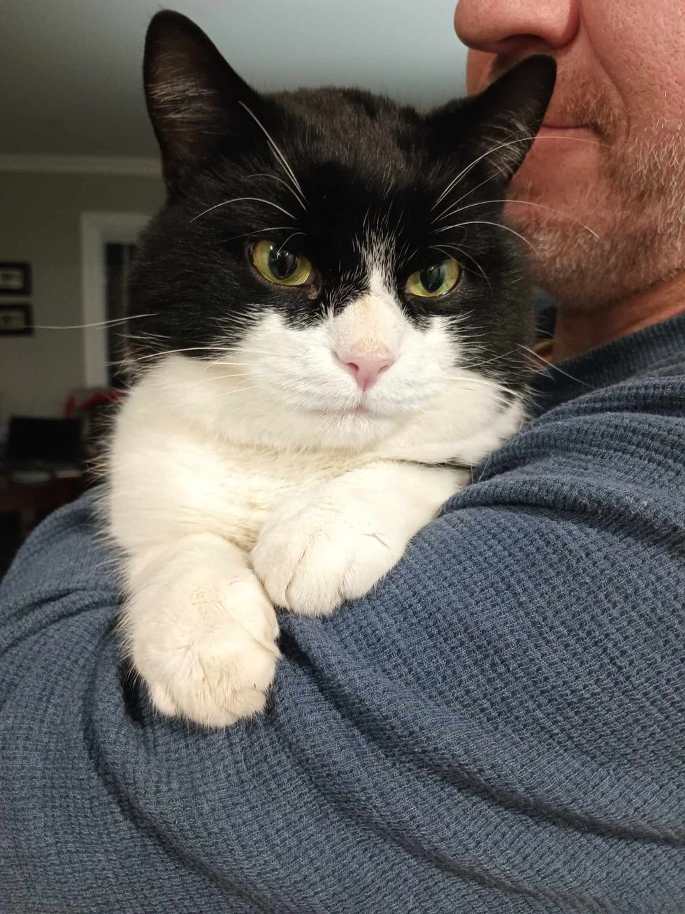 cuddly cat tuxedo