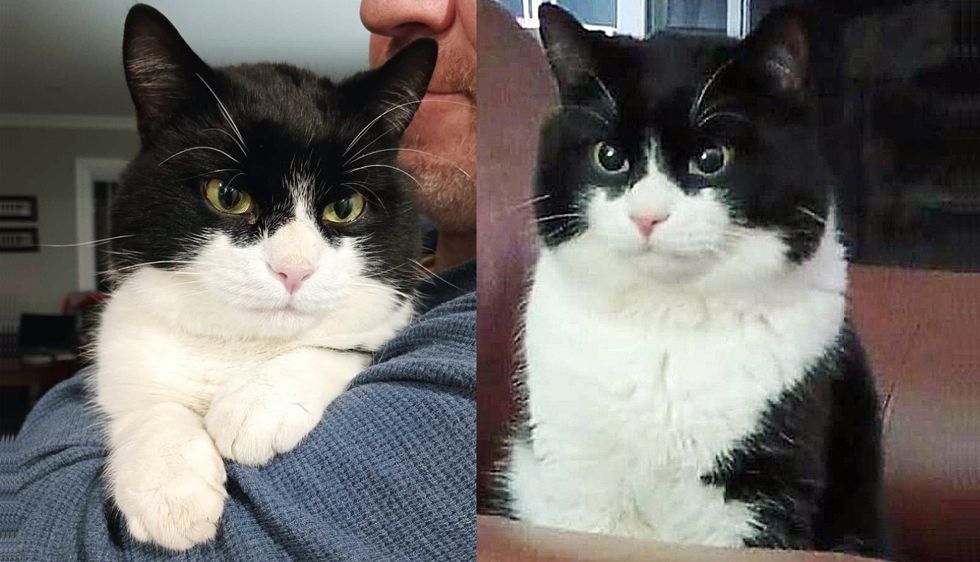 Couple Asks Shelter Which Cat Needs a Break from Kennel, a Cat with 'Striking Mask' Jumps at the Chance