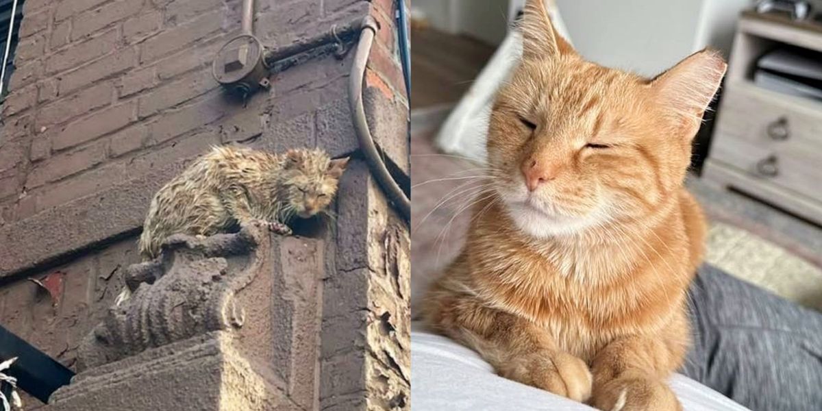Cat Spotted High Up on a Building, Suddenly Comes Out of Her Shell