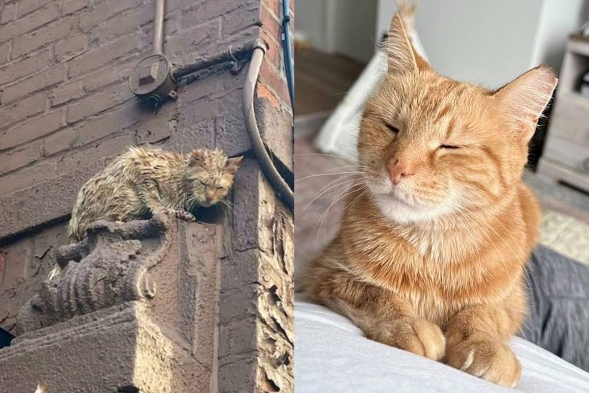 Cat Spotted High Up on a Building, Suddenly Comes Out of Her Shell When She Realizes Life is About to Change