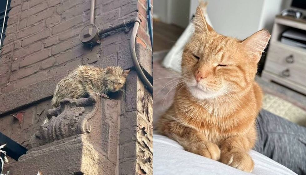 Cat Spotted High Up on a Building‚ Suddenly Comes Out of Her Shell When She Realizes Life is About to Change