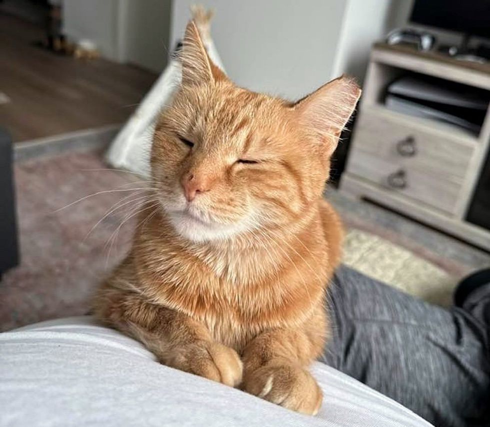 snuggly lap cat orange