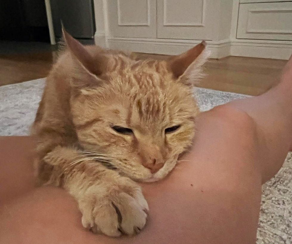 cat snuggly lap