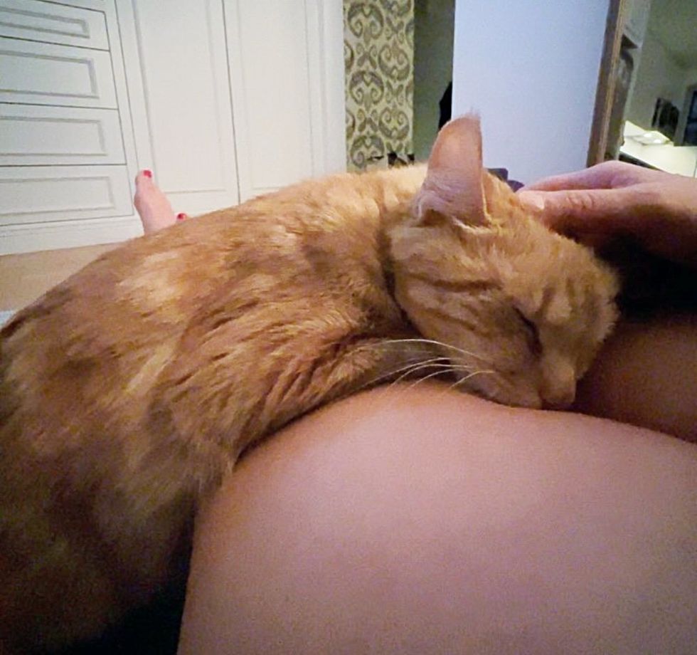 cuddly cat lap snuggles