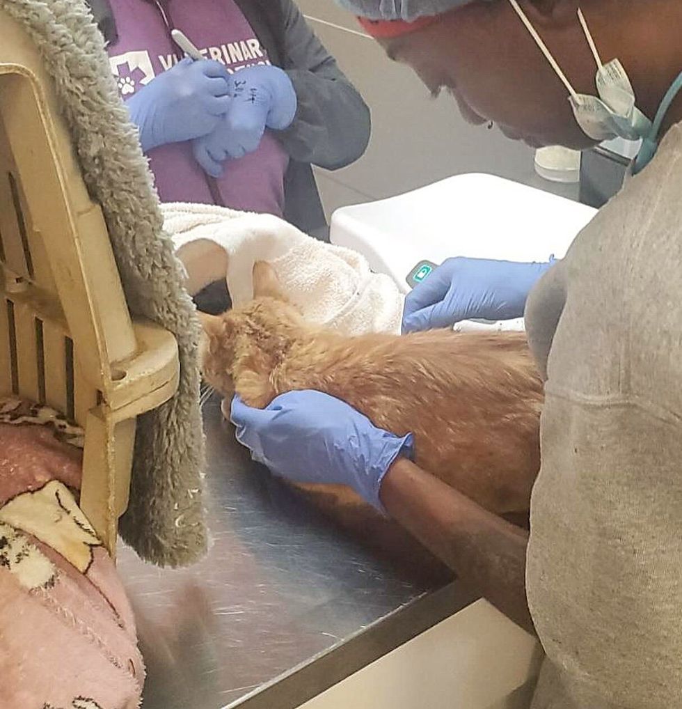 cat rescued vet
