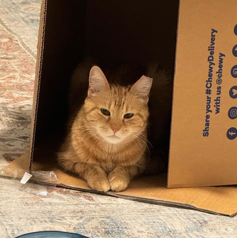 orange cat box