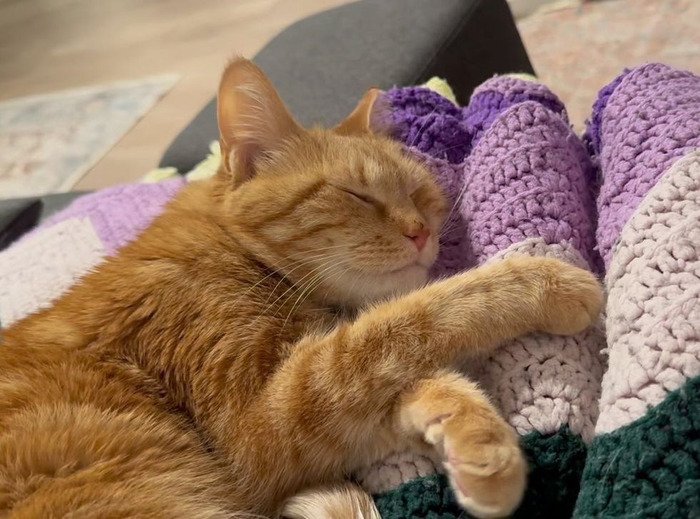 sweet sleeping orange cat