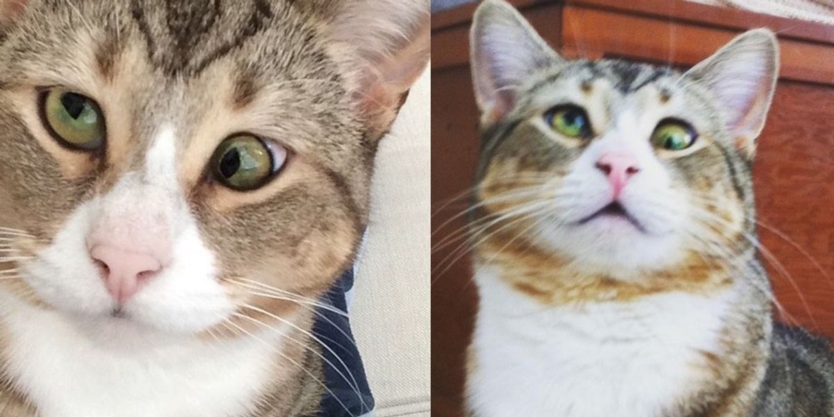 Cat with Googly Eyes from Rescue to Living the High Life - Love Meow