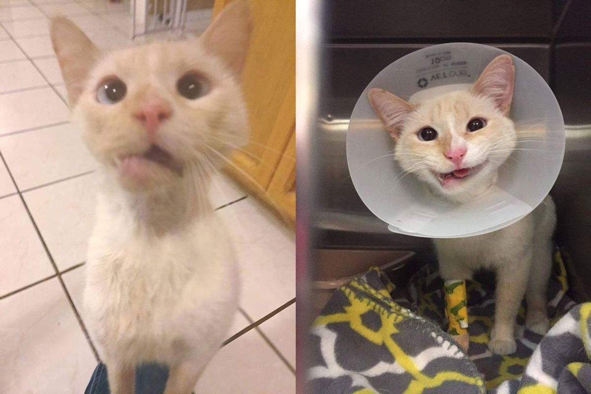 Rescue Cat Turns Her Crooked Jaw into a Beautiful Smile
