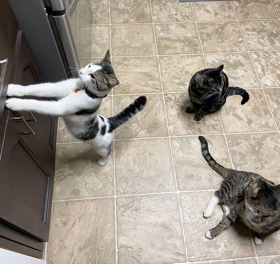 cats waiting in kitchen