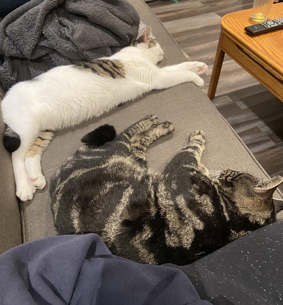 sleeping cats friends